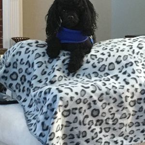 Meet your Posher, Lilly